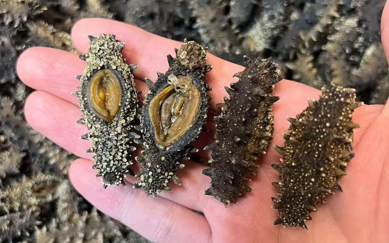 秦皇岛淡干海参实拍图